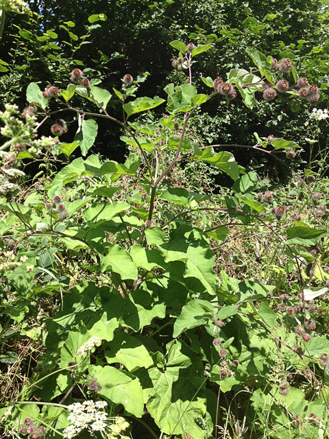 Burdock (Arctium lappa)