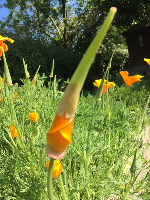 Californian Poppy (Eschscholzia californica)