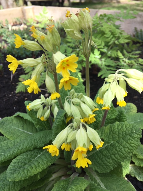 Cowslips (Primula veris)