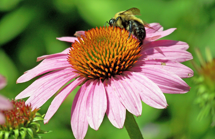 Echinacea