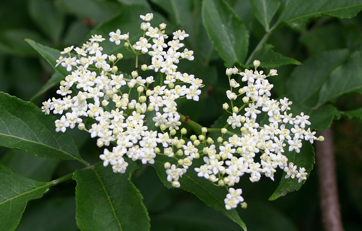 Elderflowers