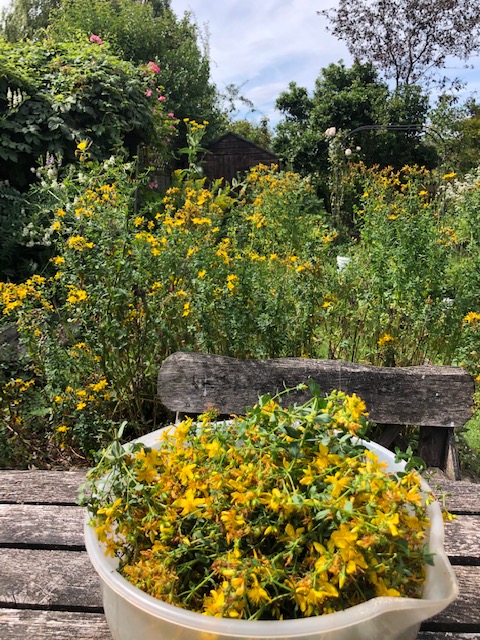 St. John's wort (Hypericum)