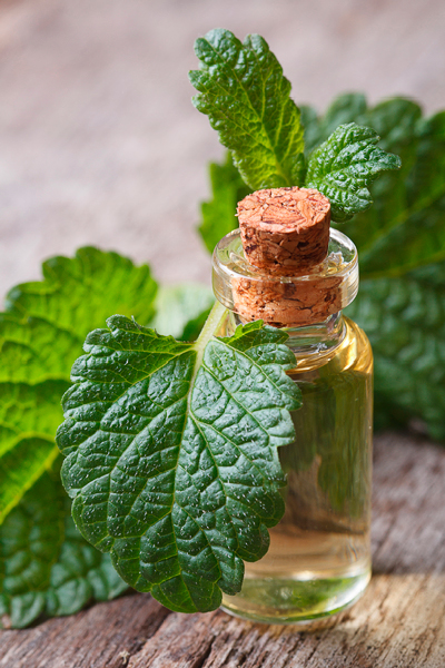 Lemon balm tincture