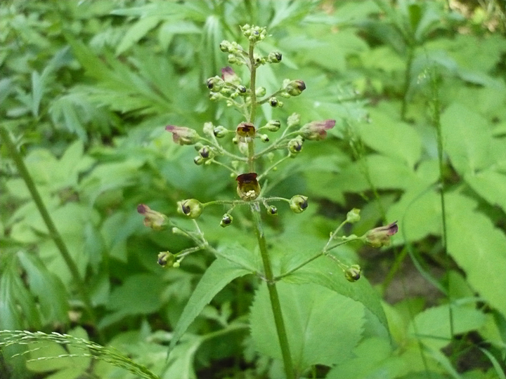 Figwort (Scrophularia nodosa)