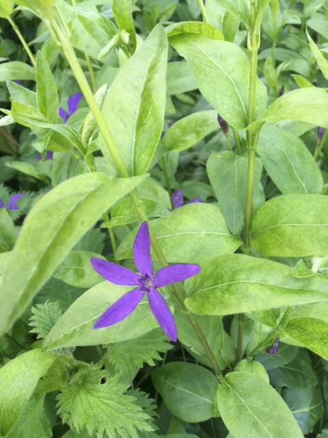 Periwinkle (Vinca Minor)