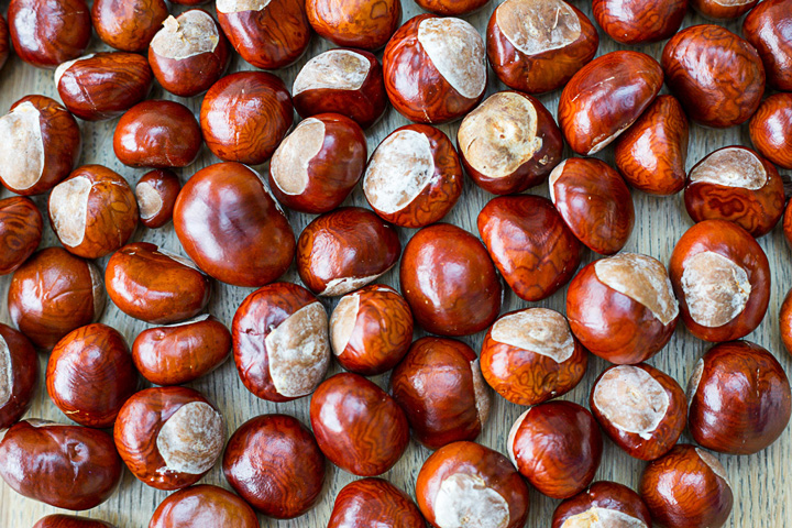 Conkers