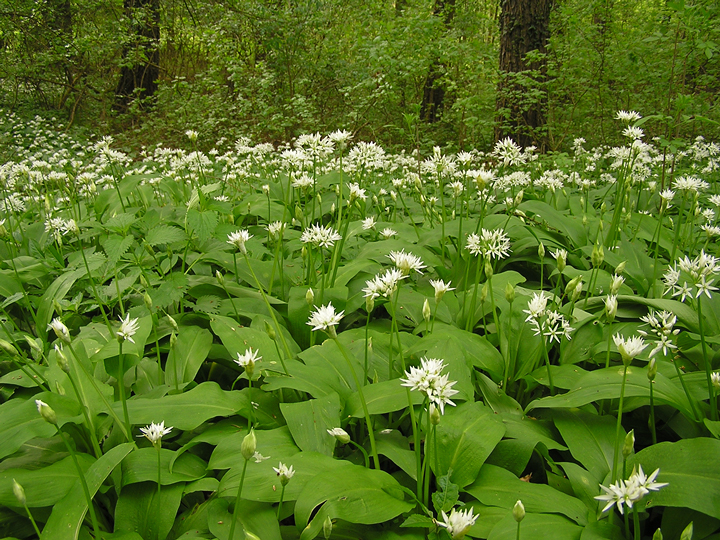 Wild garlic (Allium ursinum)