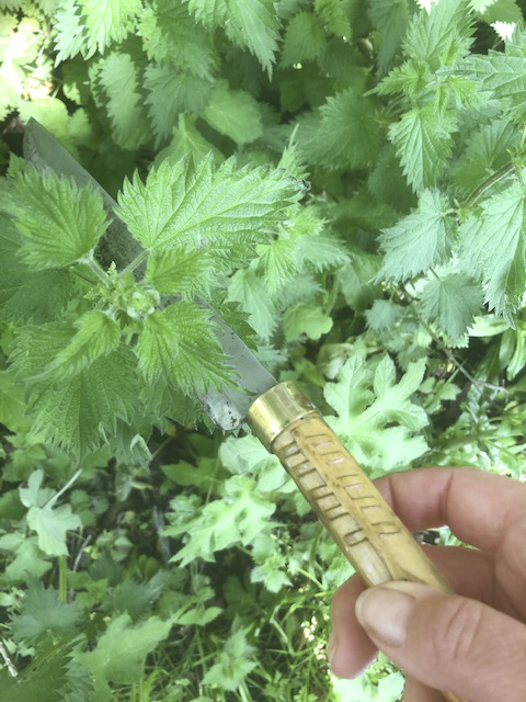 Nettle and knife
