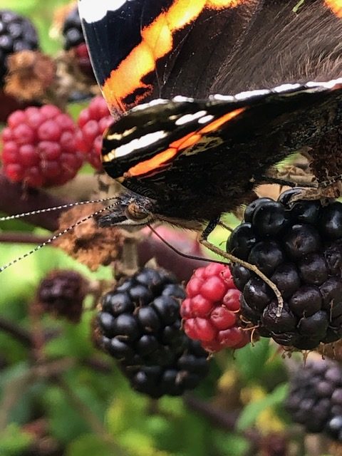 Butterfly and Blackberry