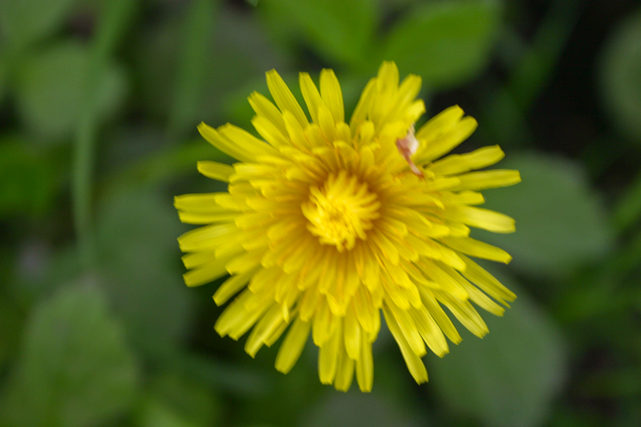 Dandelion