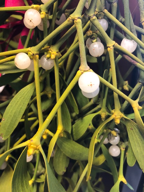 Mistletoe