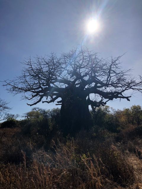 Baobab tree