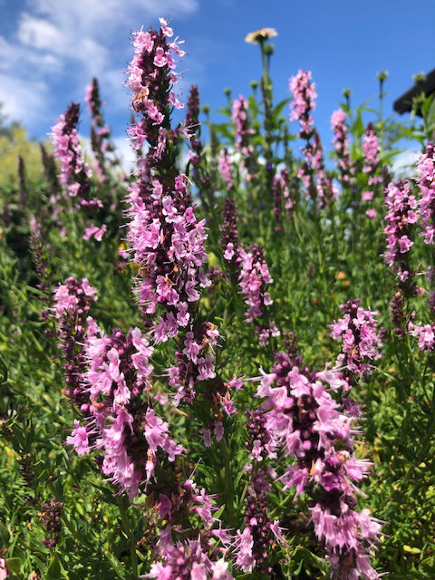 Hyssop Herb (Hyssopus officinalis)