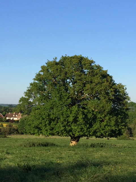 Oak tree