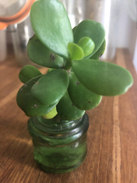 Portulacaria-afra