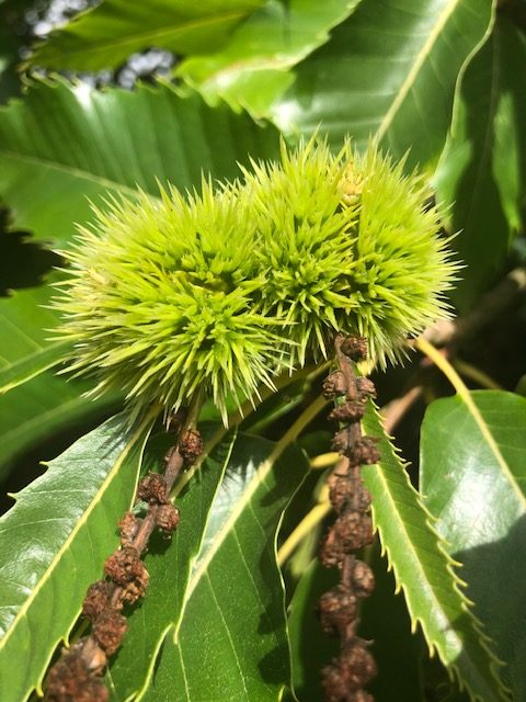 Sweet chestnuts (Castanea sativa)