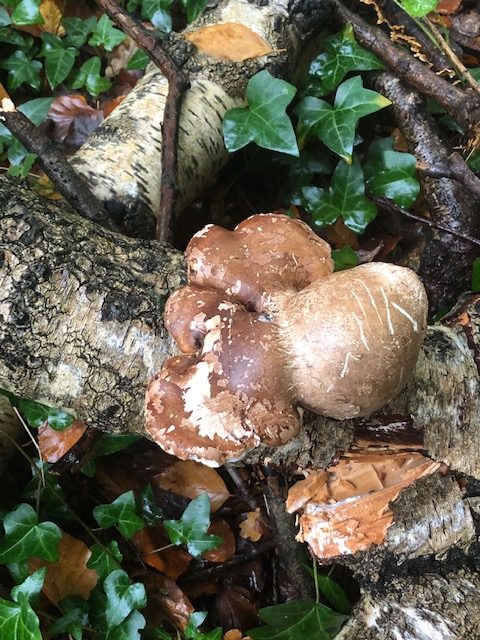 Birch Polypore (Fomitopsis betulina)