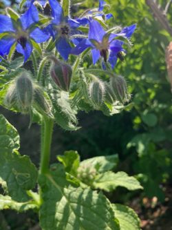 Borage