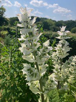 Clary Sage