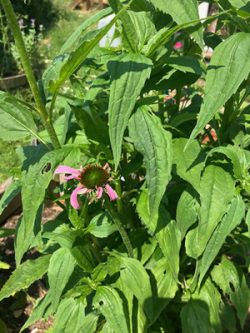 Echinacea