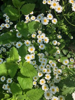 Feverfew