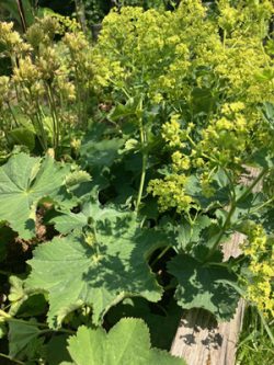 Lady's mantle