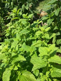 Lemon Balm