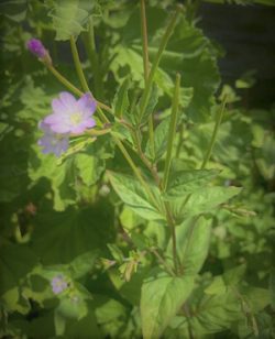 Small Leaf Willow Herb