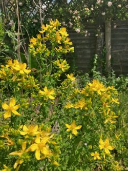 St John's Wort