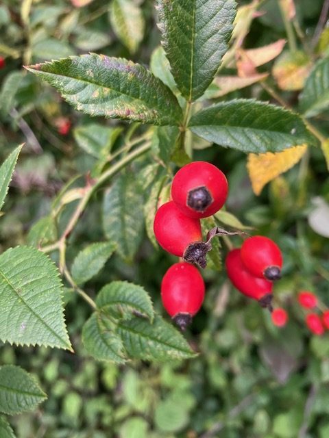 Rosehips