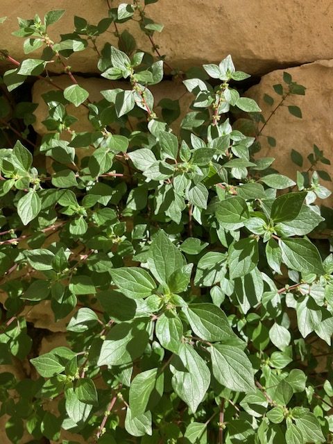 Pellitory of the wall (Parietaria judaica)