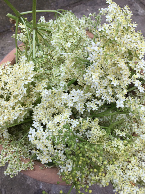 Elderflowers