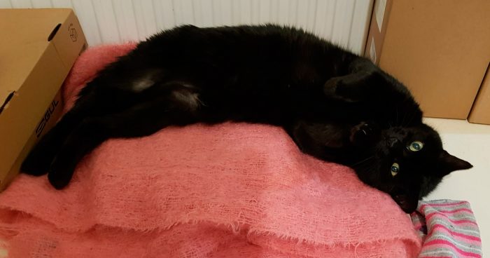 Kits the cat