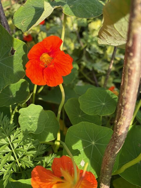 Nasturtiums